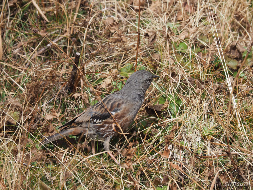 木曽駒ヶ岳イワヒバリ