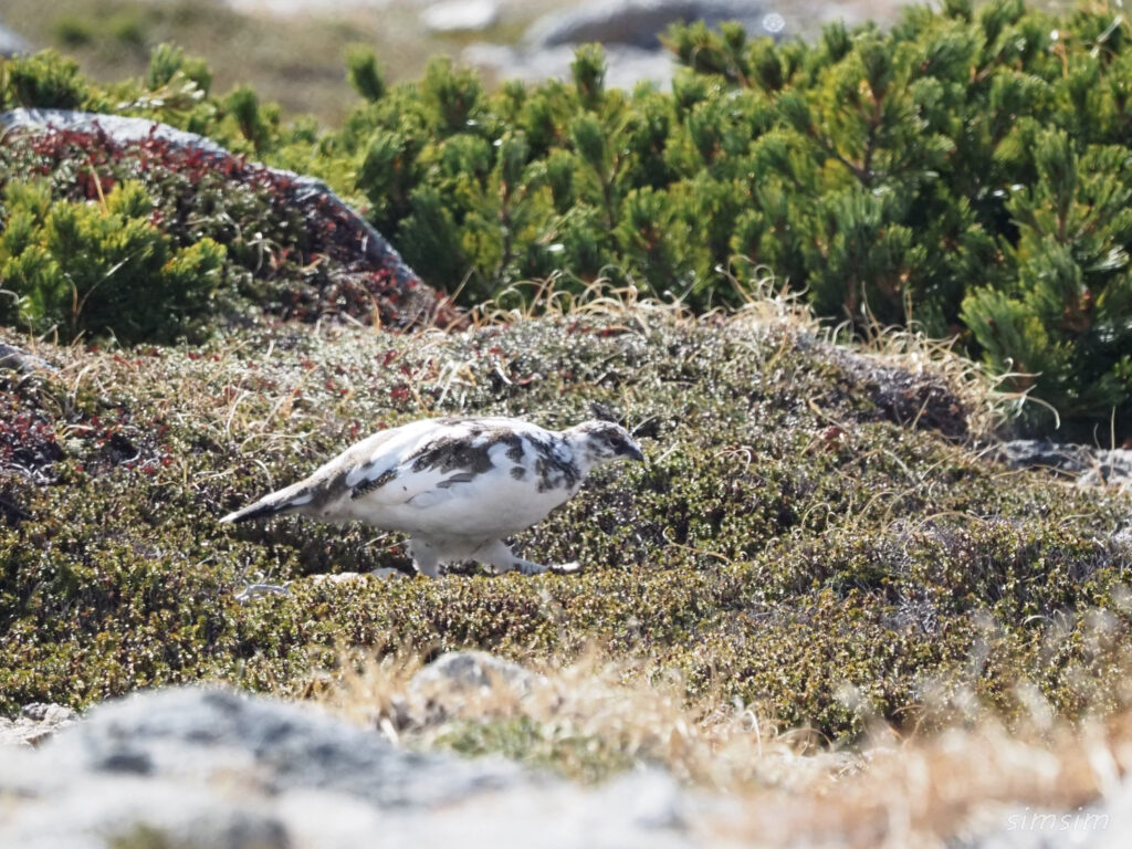 木曽駒ヶ岳ライチョウ