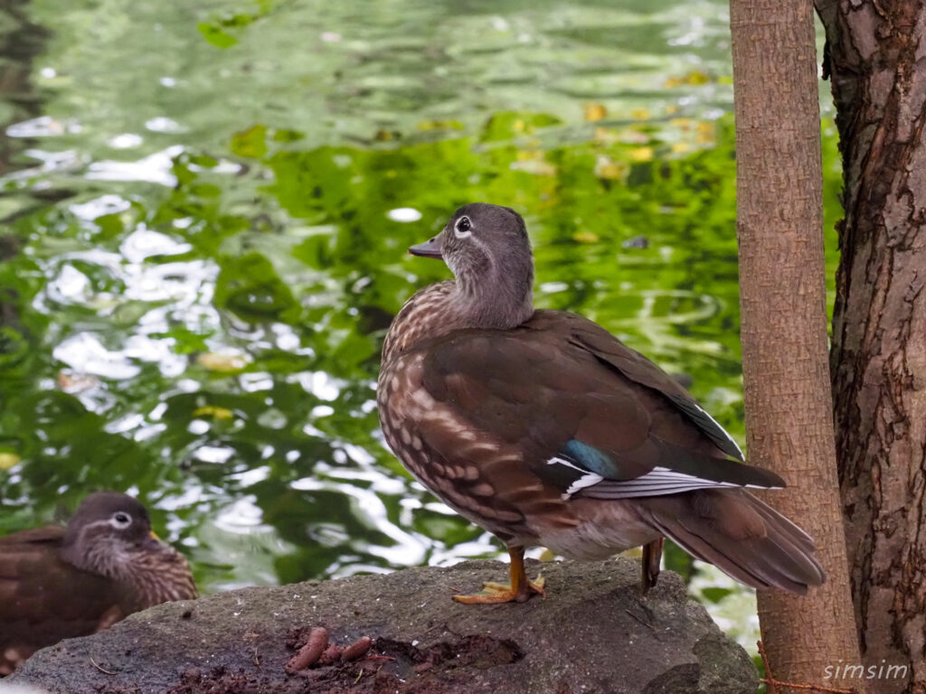 札幌の公園オシドリ