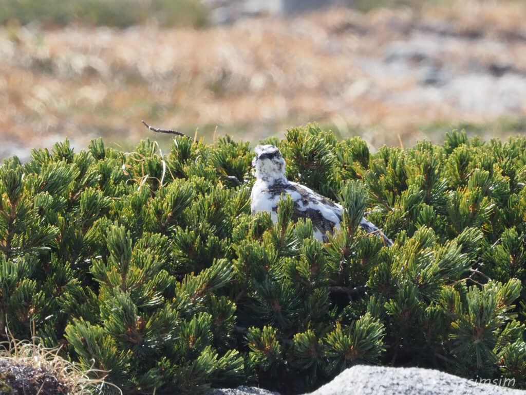 木曽駒ヶ岳ライチョウ