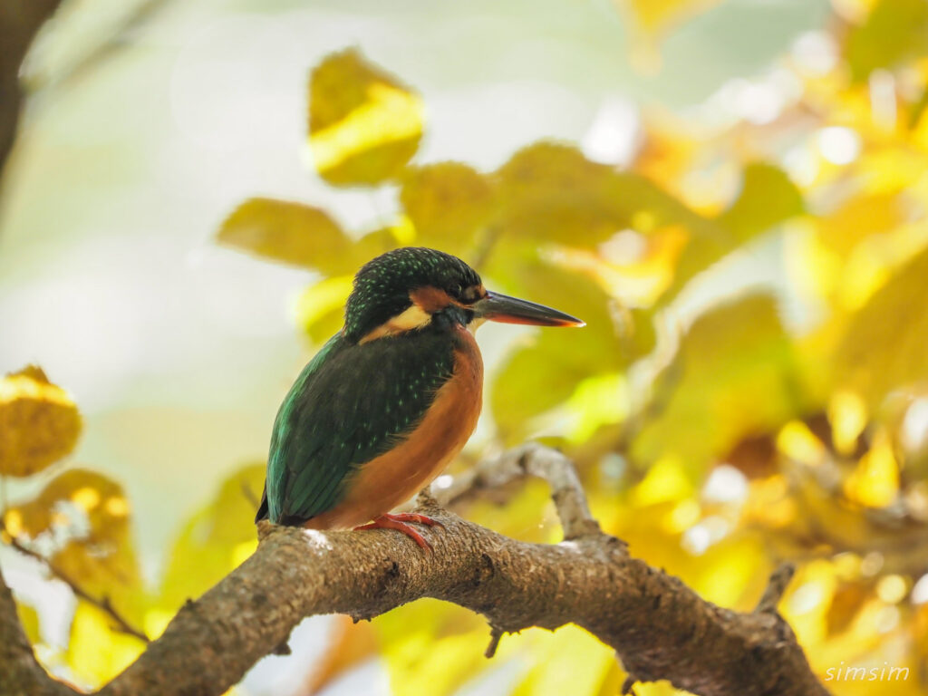 石神井公園カワセミ