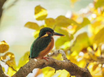 石神井公園カワセミ
