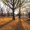 光が丘公園紅葉