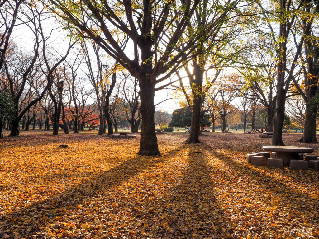 光が丘公園紅葉