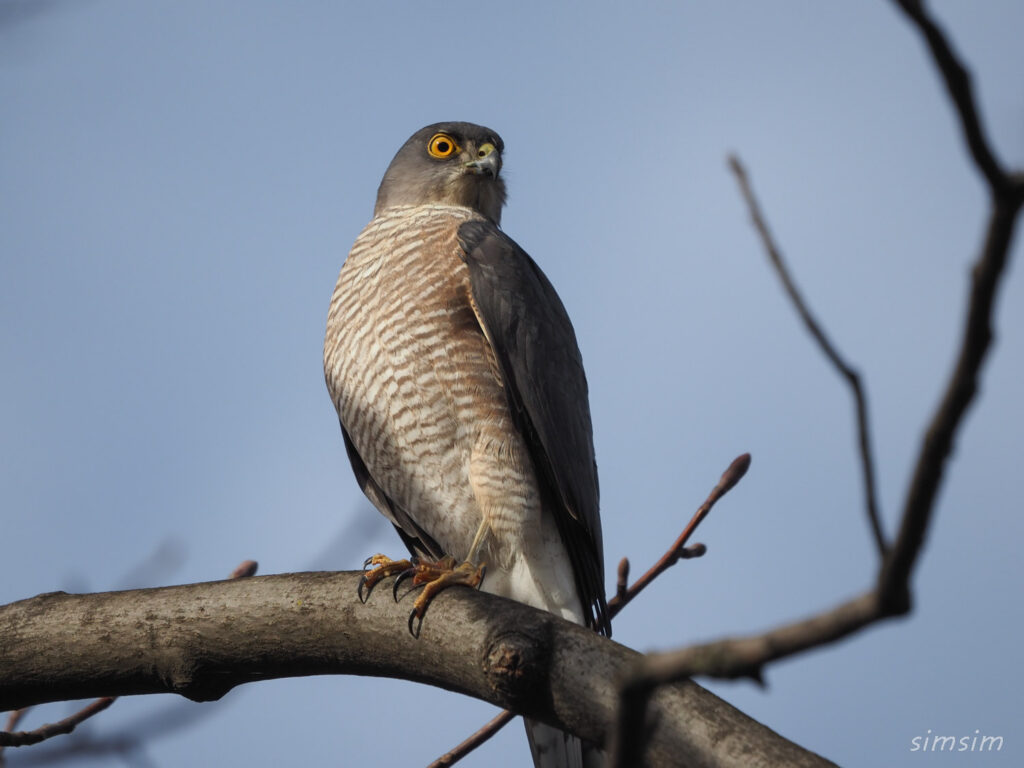 光が丘公園ツミ