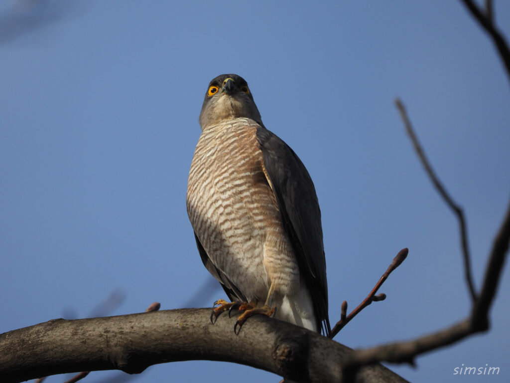 光が丘公園ツミ