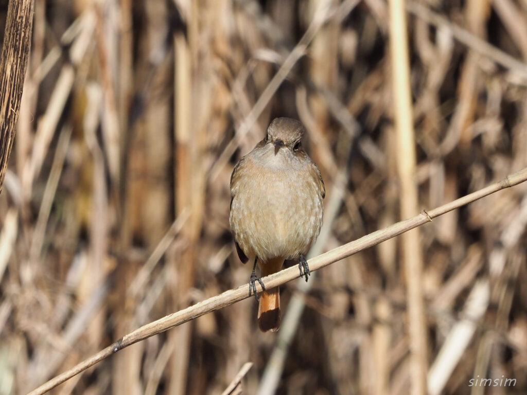 北本自然観察公園ジョウビタキ