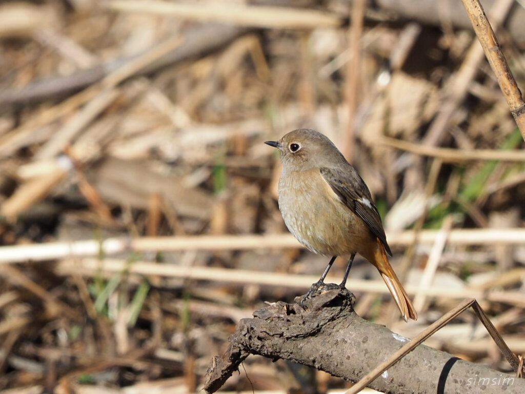 北本自然観察公園ジョウビタキ