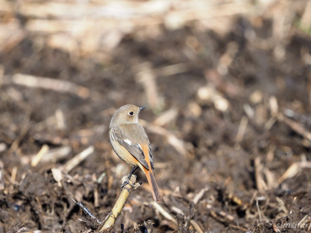 北本自然観察公園ジョウビタキ