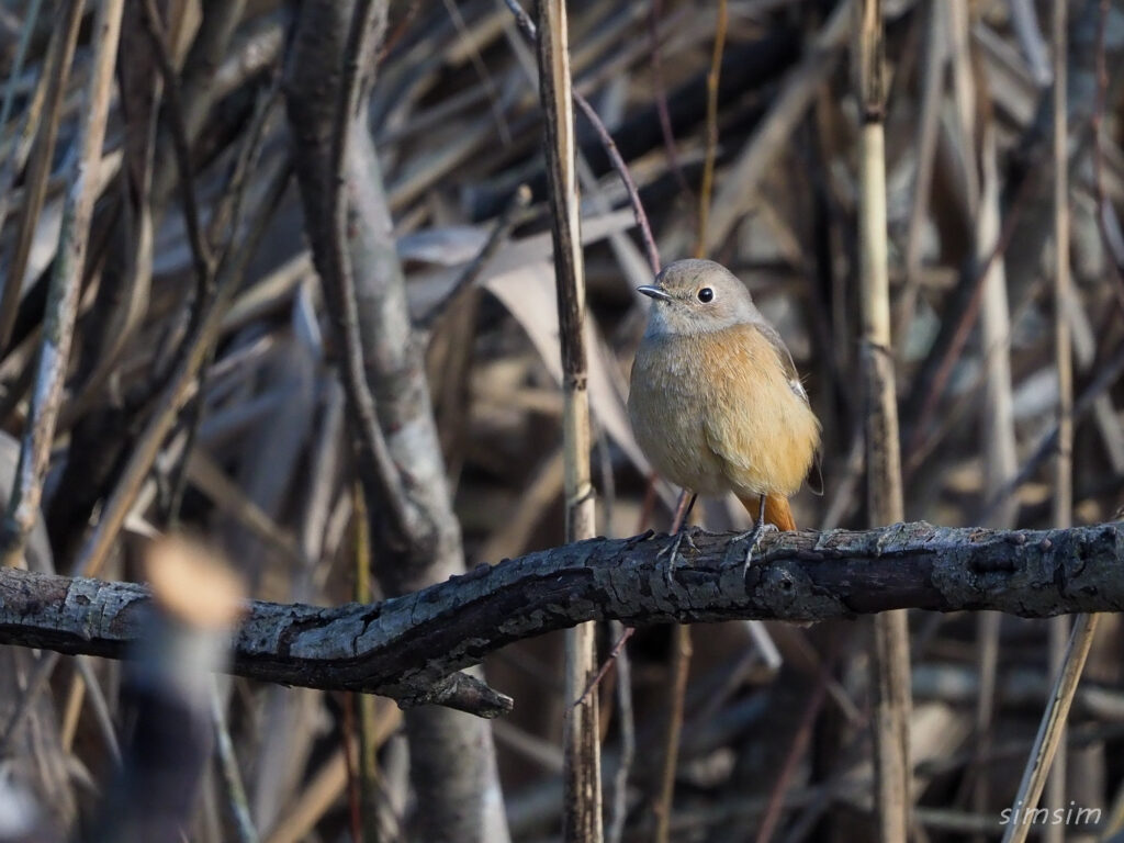 北本自然観察公園ジョウビタキ