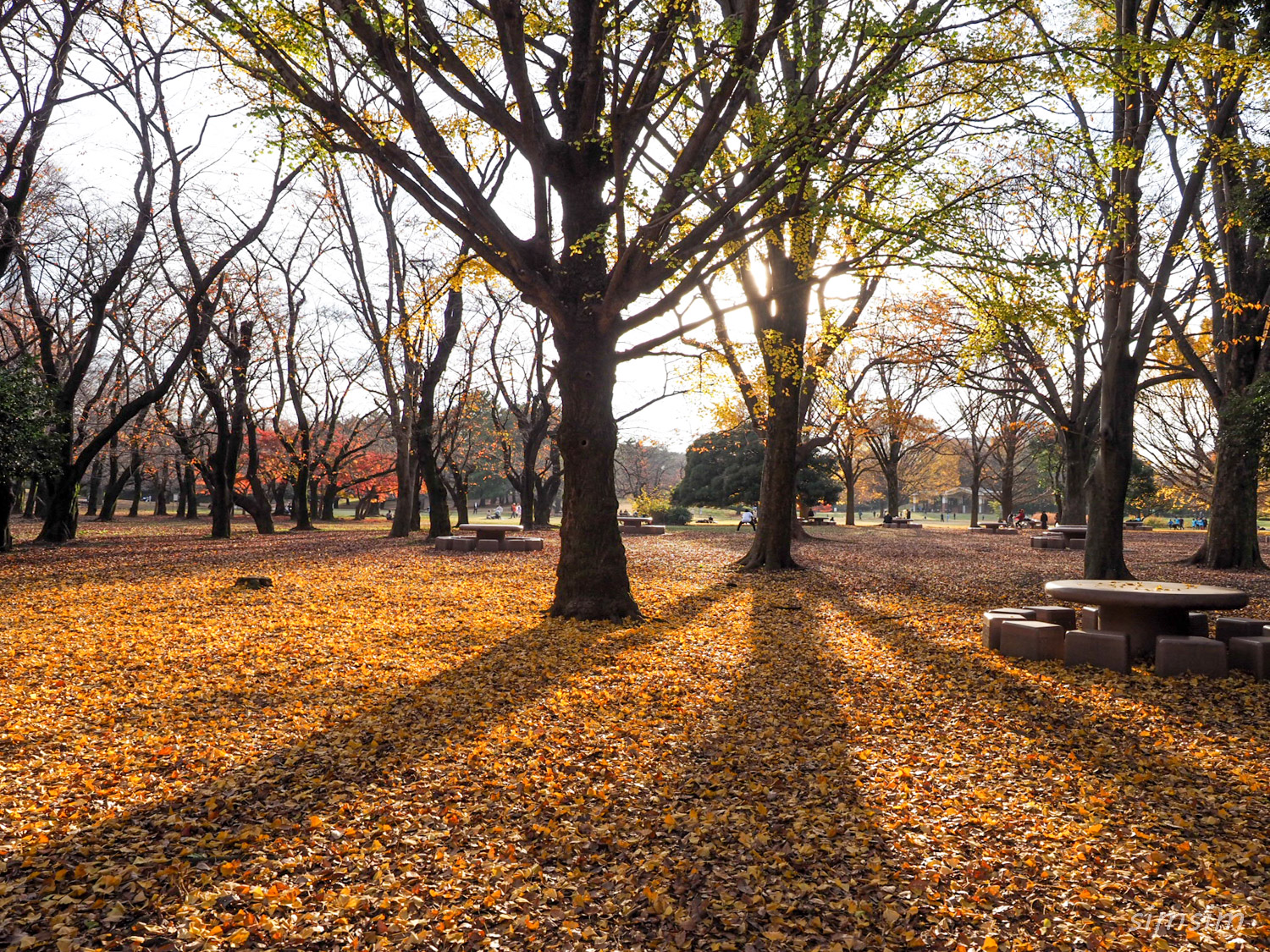 光が丘公園紅葉