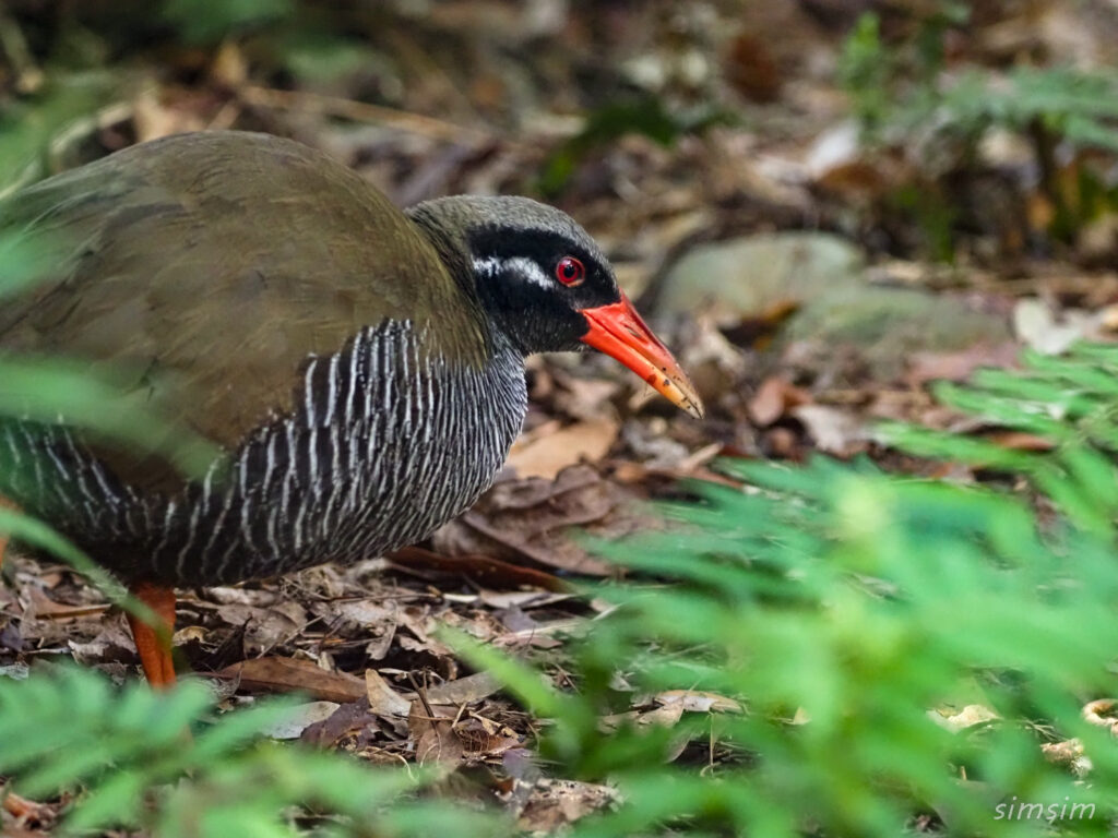 ヤンバルクイナ生態展示学習施設クイナの森