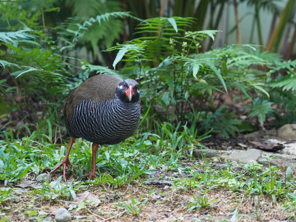 ヤンバルクイナ生態展示学習施設クイナの森