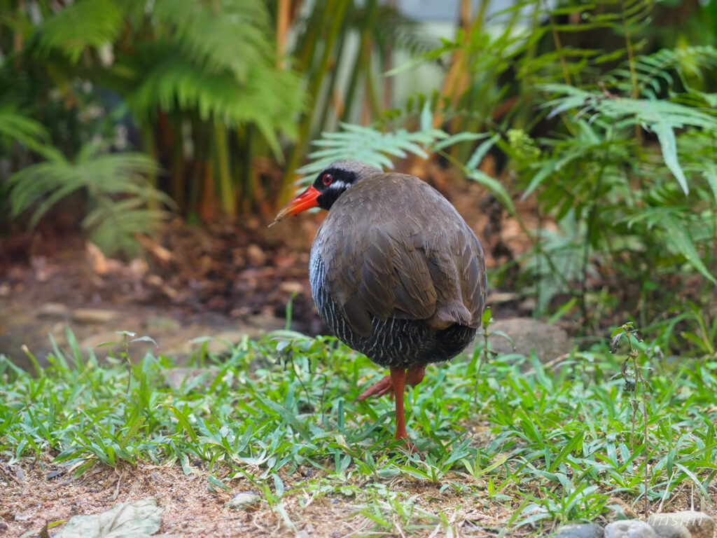 ヤンバルクイナ生態展示学習施設クイナの森