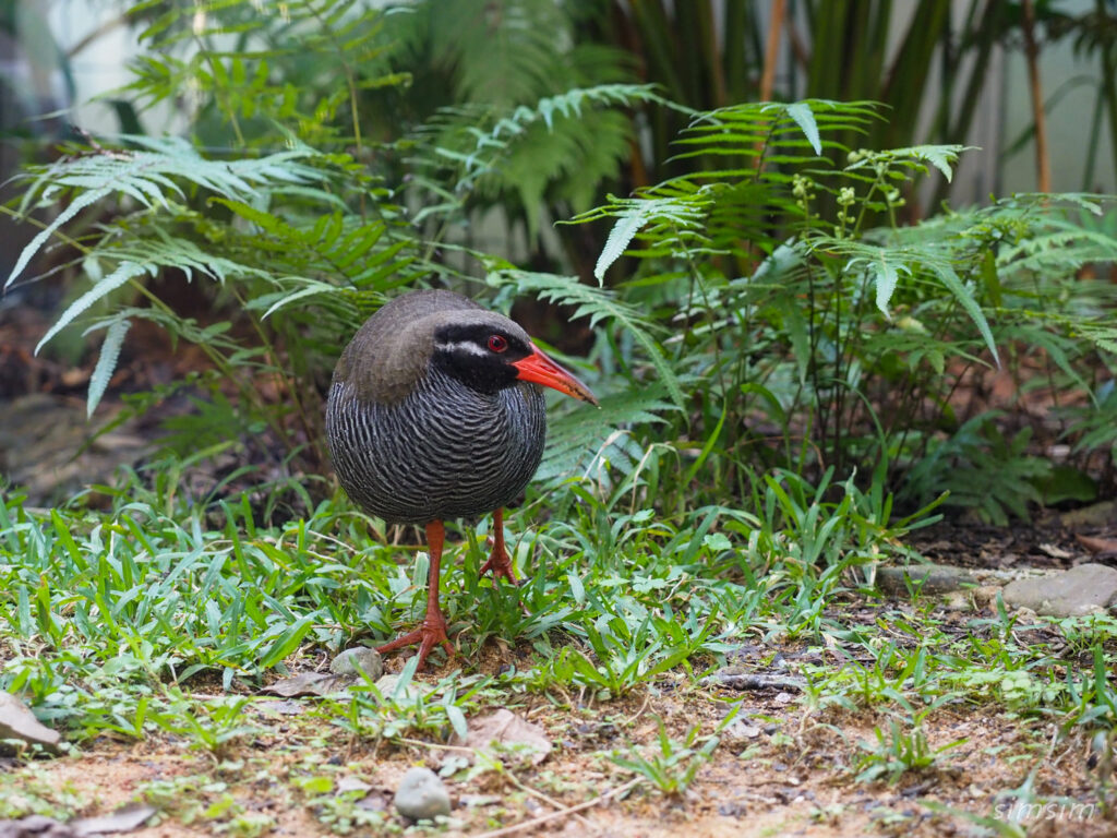 ヤンバルクイナ生態展示学習施設クイナの森