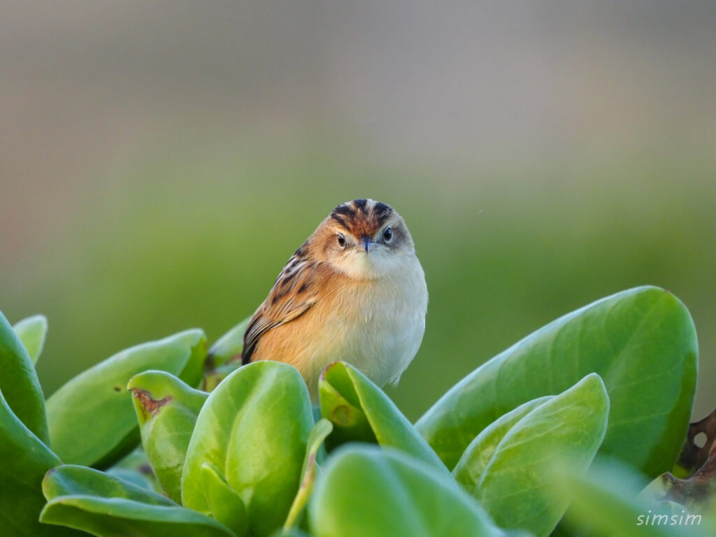 セッカ（沖縄本島）