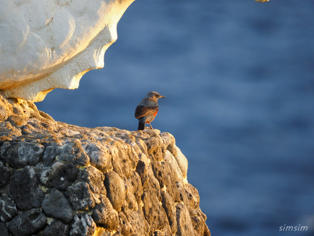 イソヒヨドリ(沖縄本島)