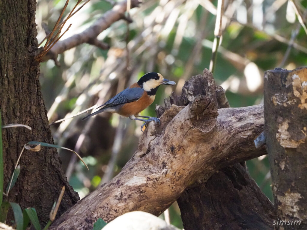 小金井公園ヤマガラ