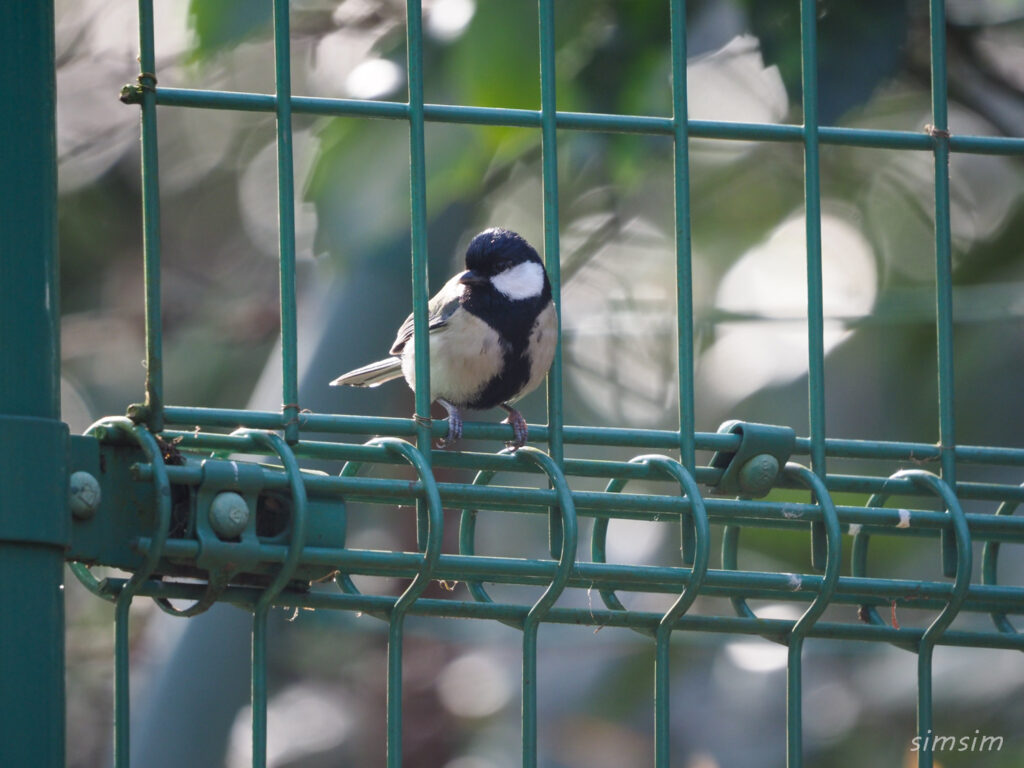小金井公園シジュウカラ