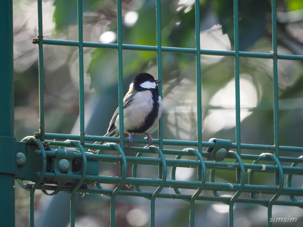 小金井公園シジュウカラ