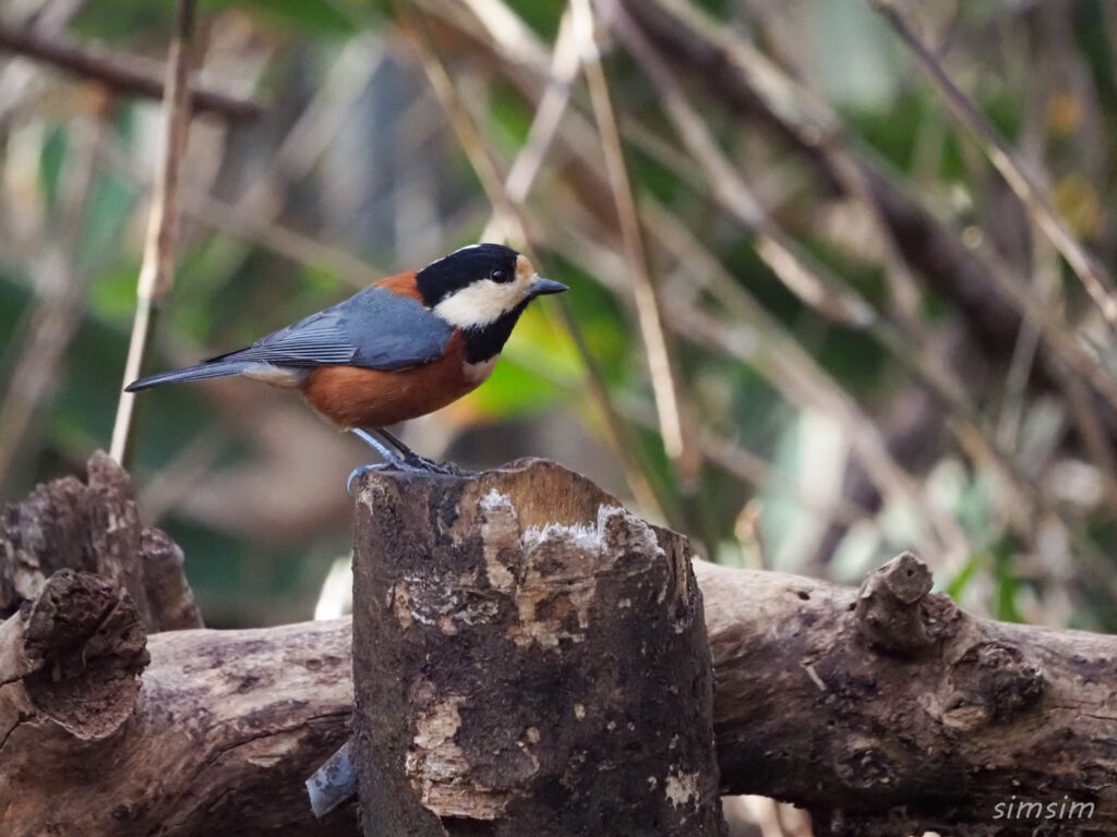 小金井公園ヤマガラ