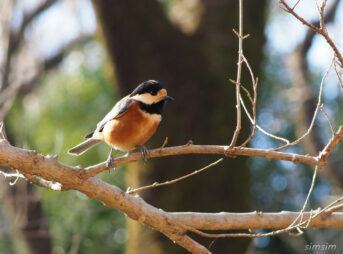 小金井公園ヤマガラ