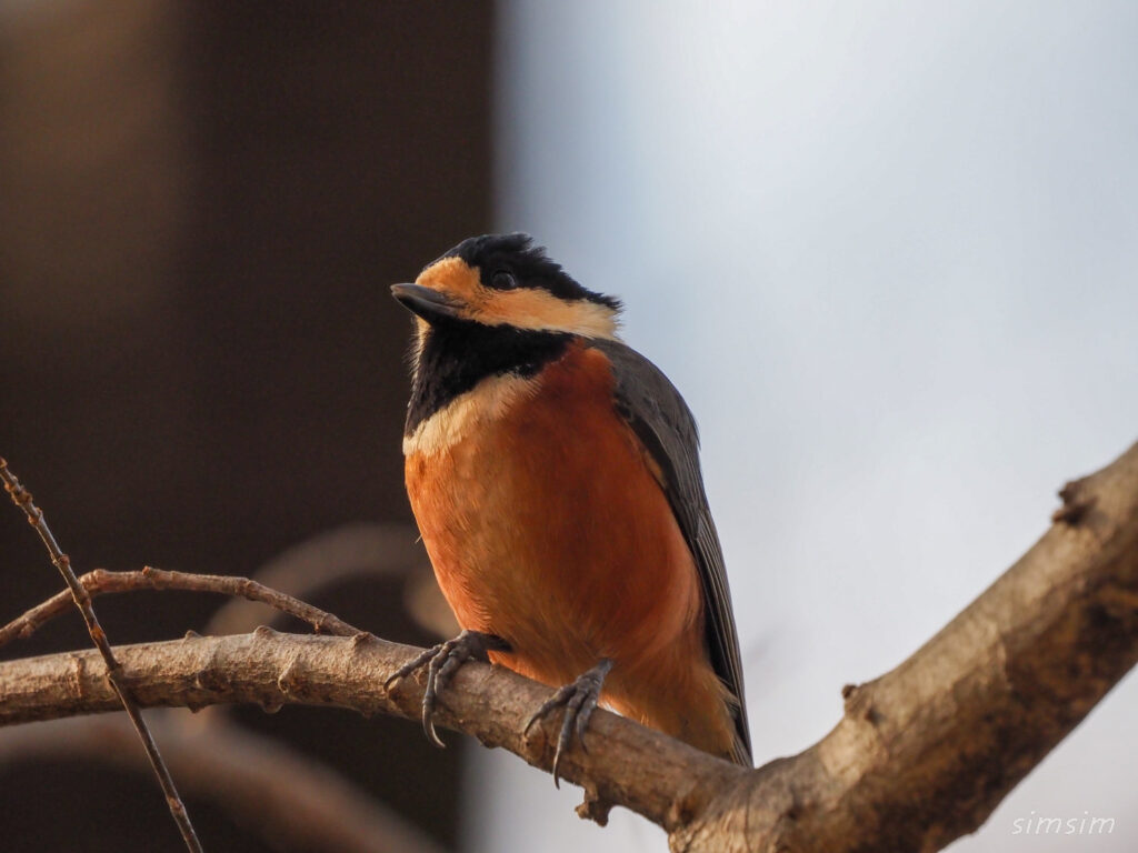 小金井公園ヤマガラ
