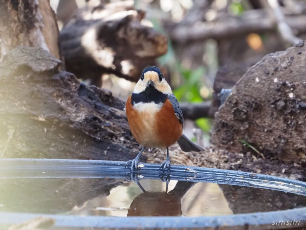 小金井公園ヤマガラ