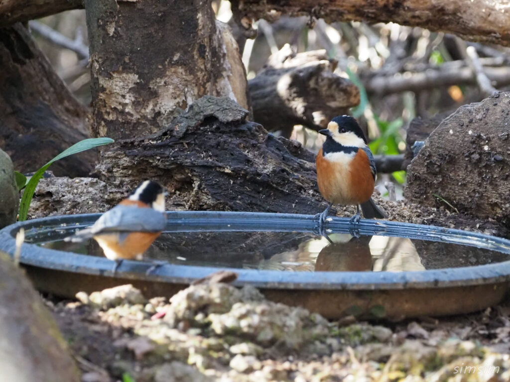 小金井公園ヤマガラ
