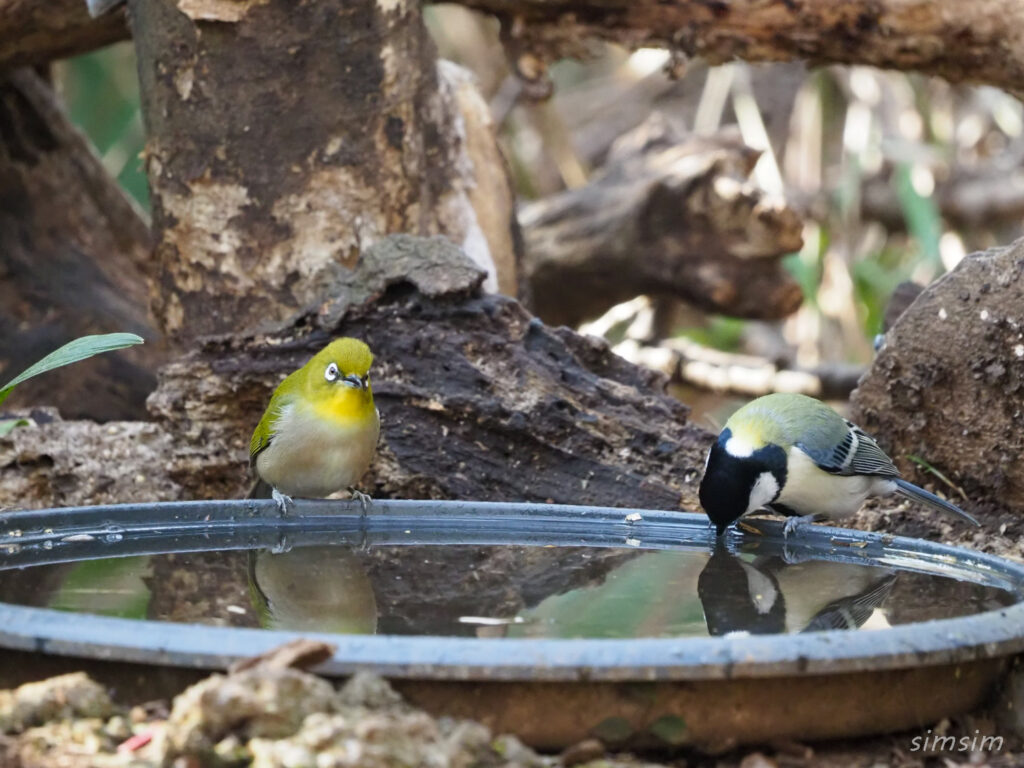 小金井公園メジロ、シジュウカラ