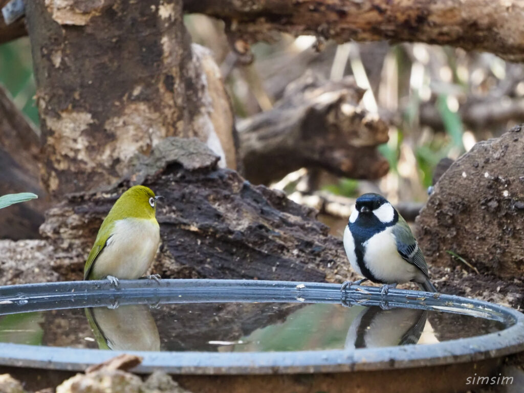 小金井公園メジロ、シジュウカラ