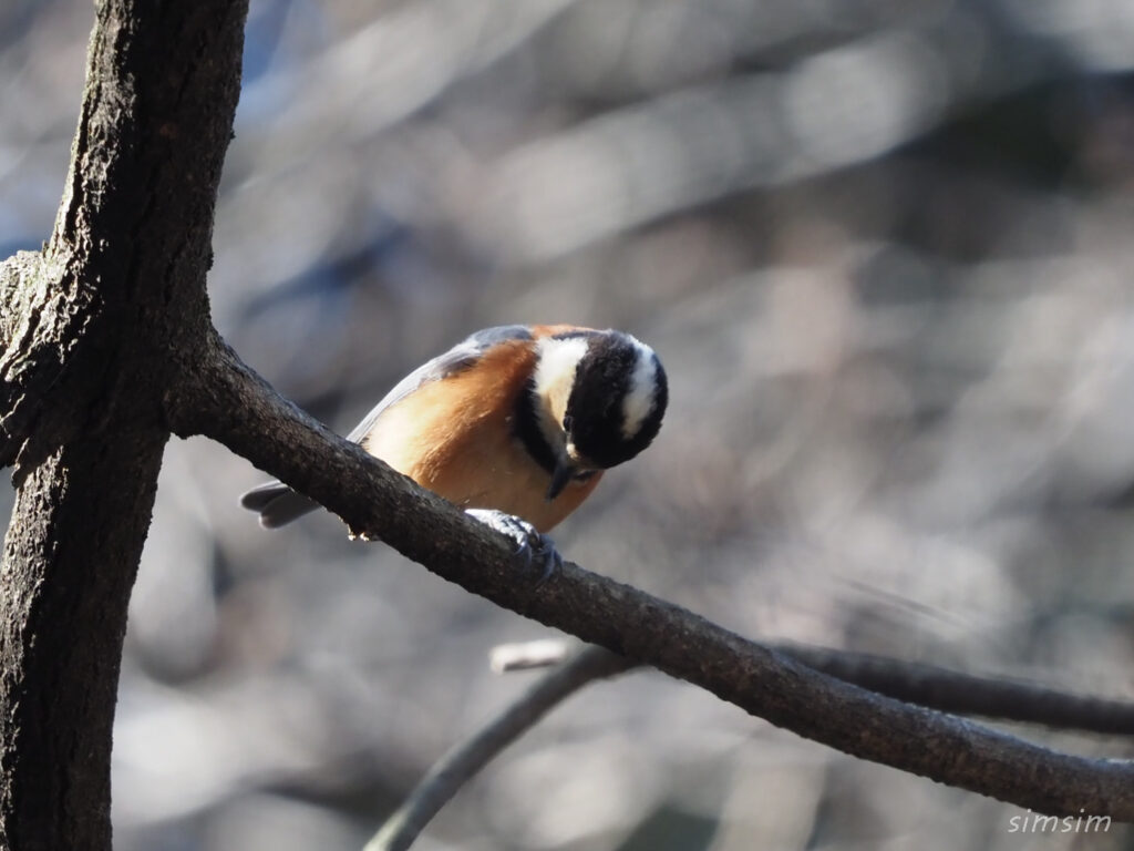 小石川植物園ヤマガラ