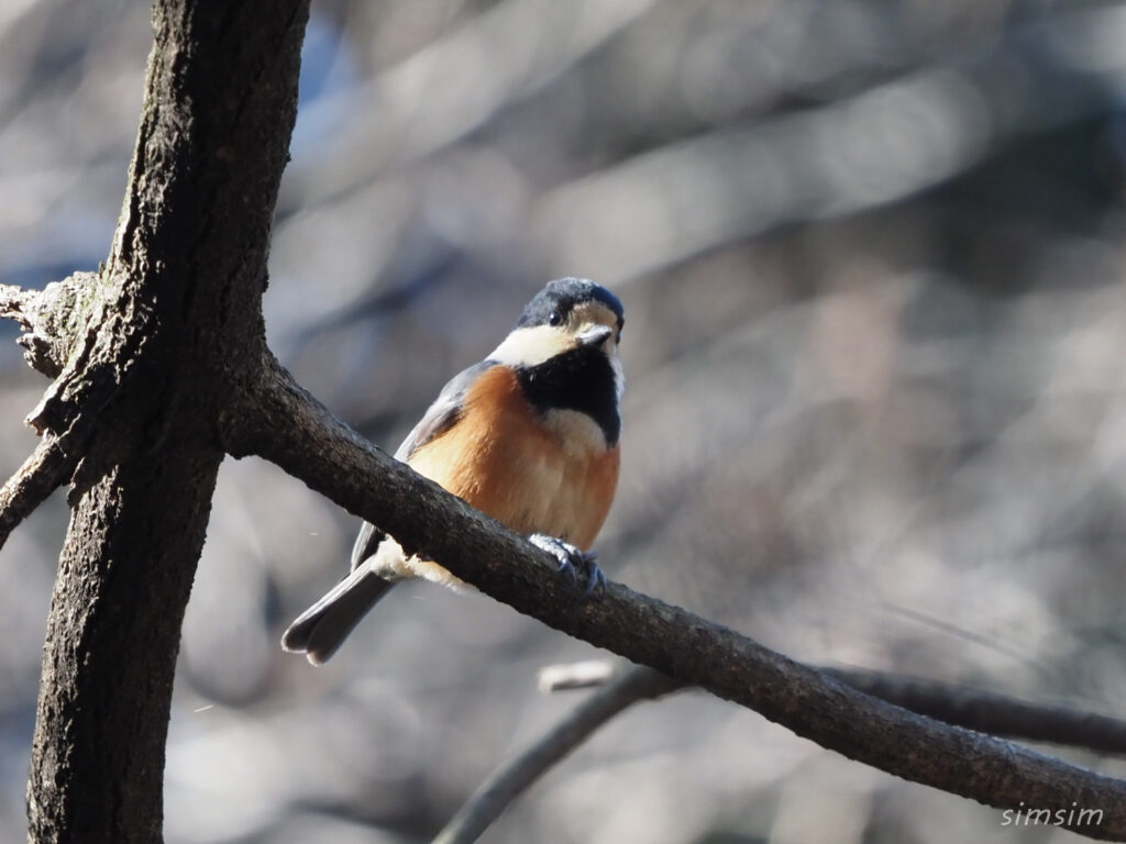 小石川植物園ヤマガラ