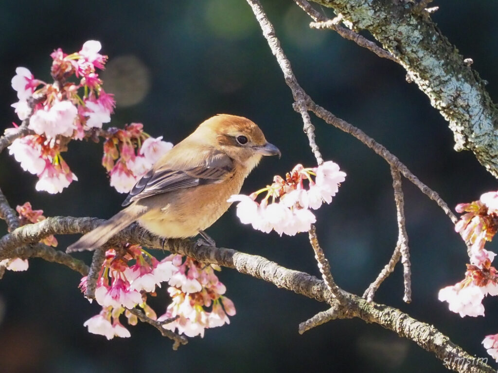 小石川植物園モズ