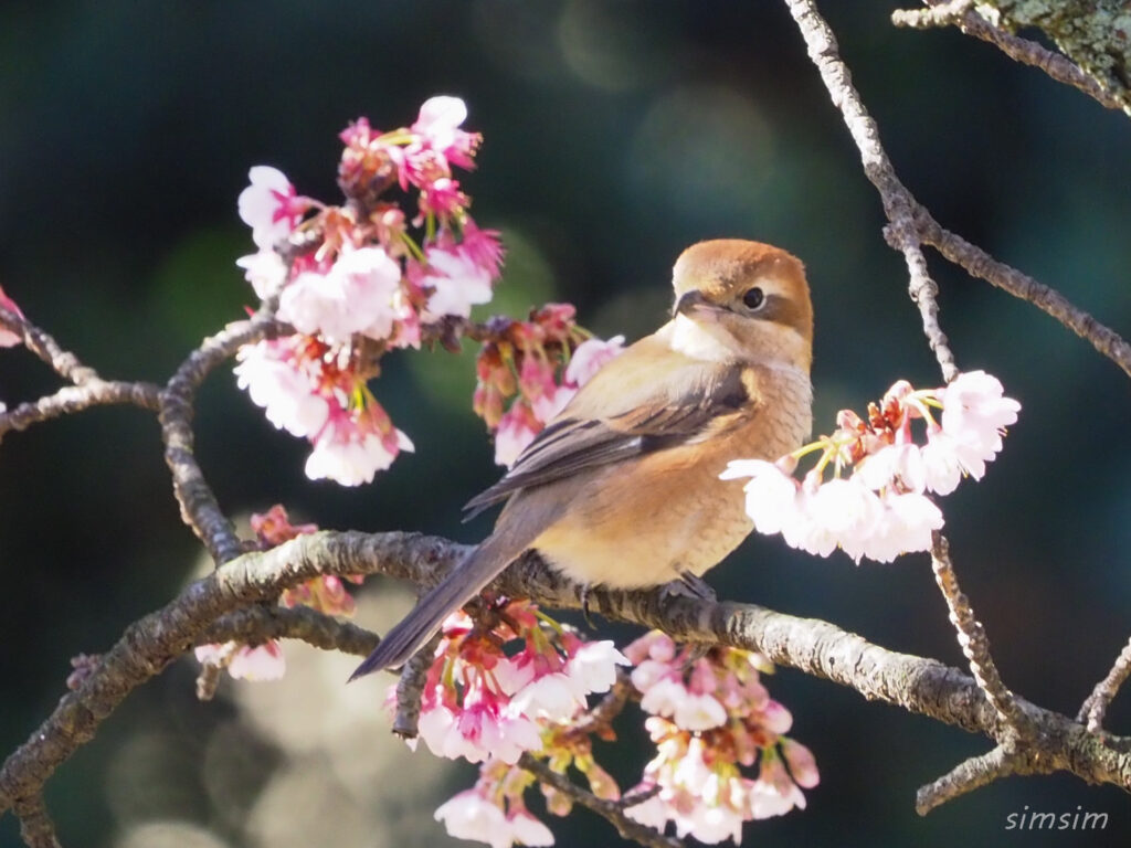 小石川植物園モズ