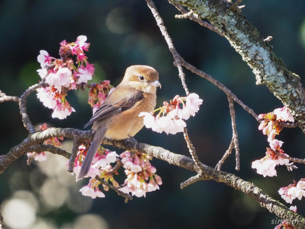 小石川植物園モズ