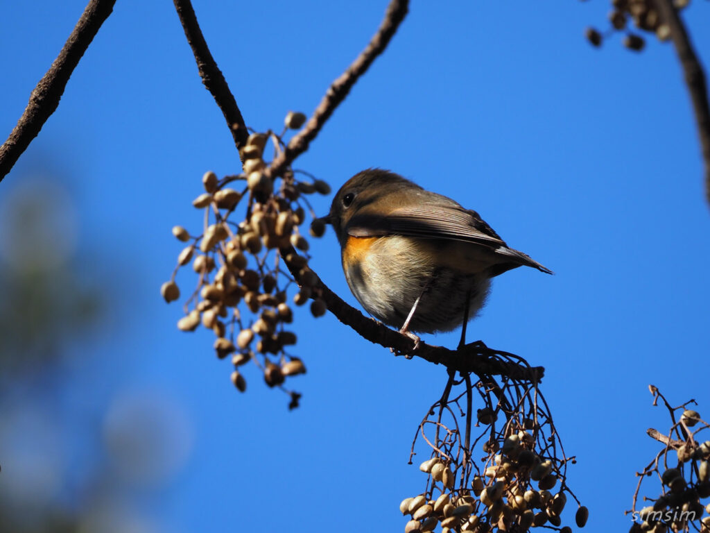 小石川植物園ルリビタキ