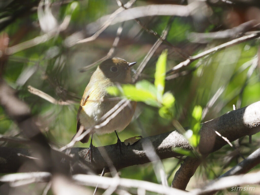 小石川植物園ルリビタキ