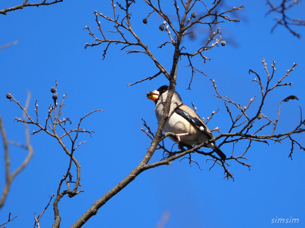 小石川植物園イカル