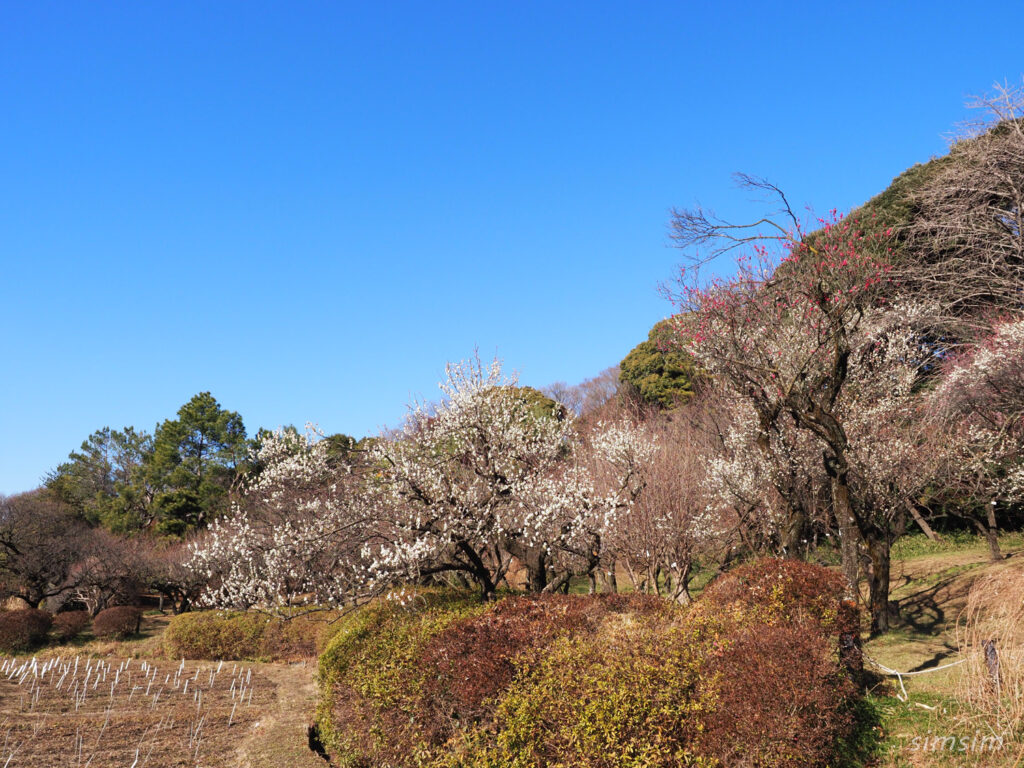 小石川植物園梅