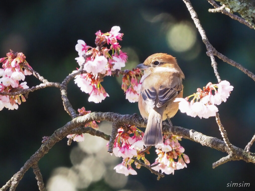 小石川植物園モズ