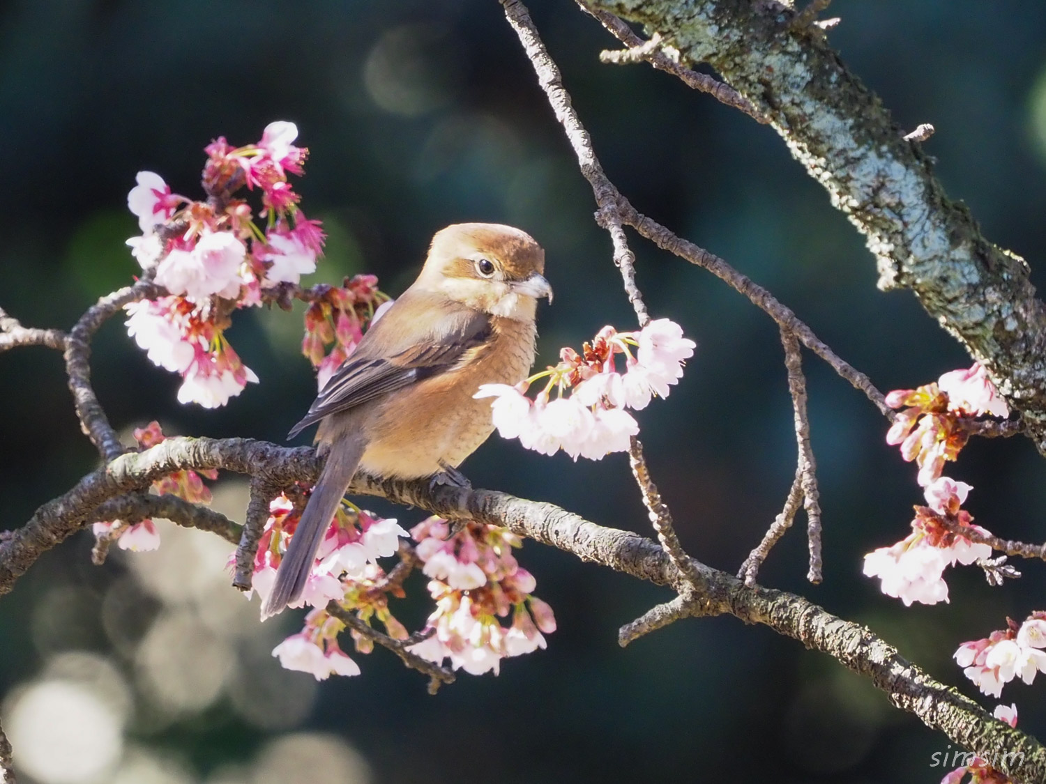 小石川植物園モズ