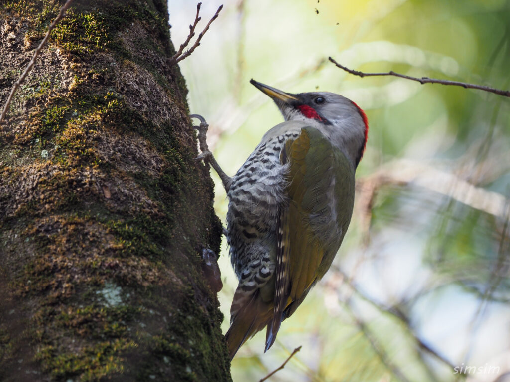 東京公園アオゲラ