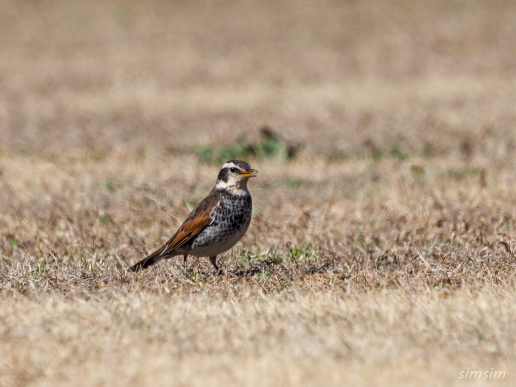 秋ヶ瀬公園ツグミ