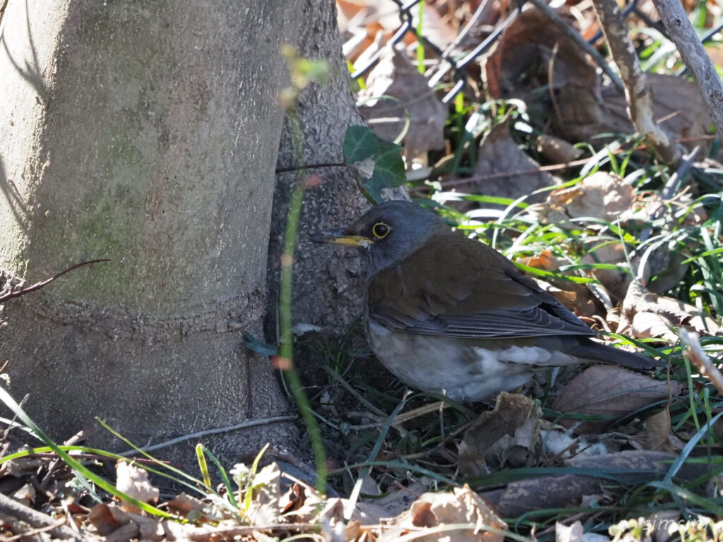 秋ヶ瀬公園シロハラ