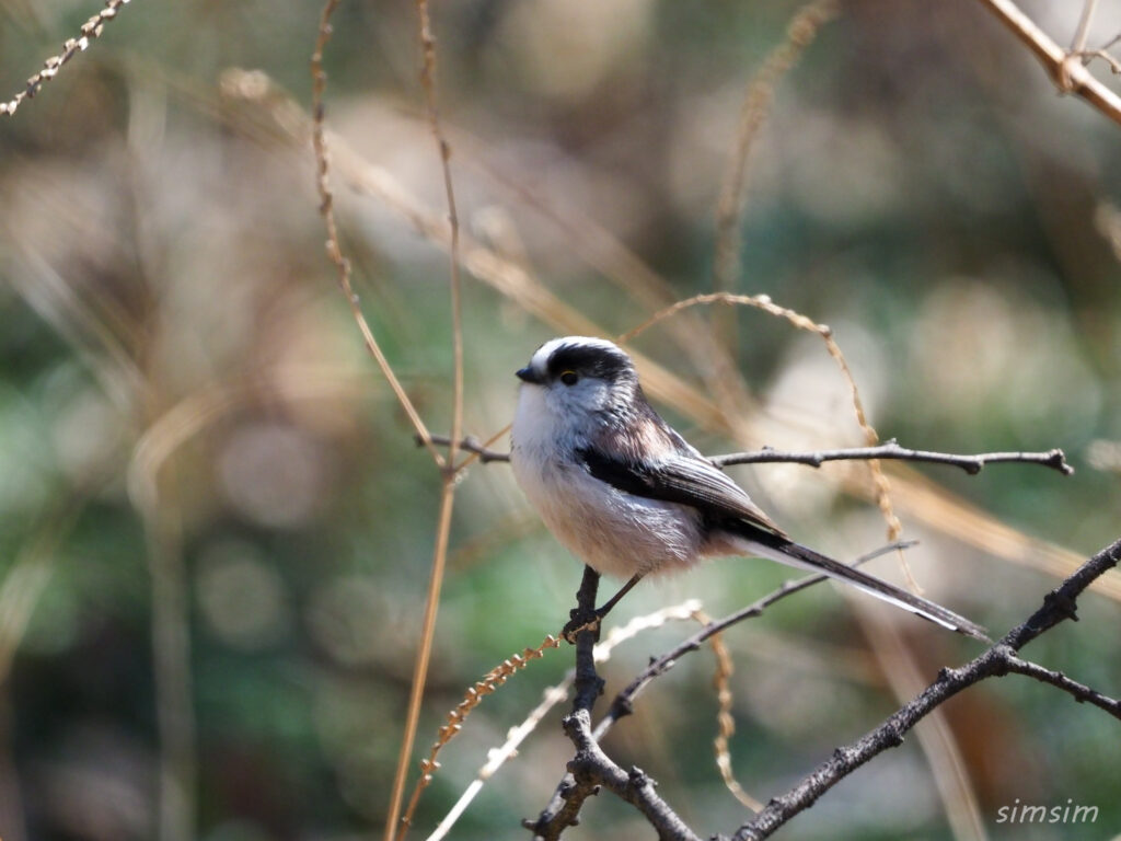 秋ヶ瀬公園エナガ