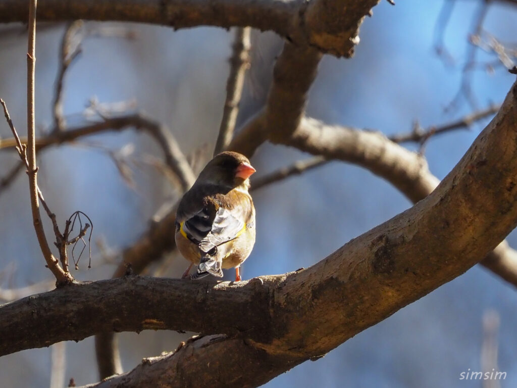 秋ヶ瀬公園カワラヒワ