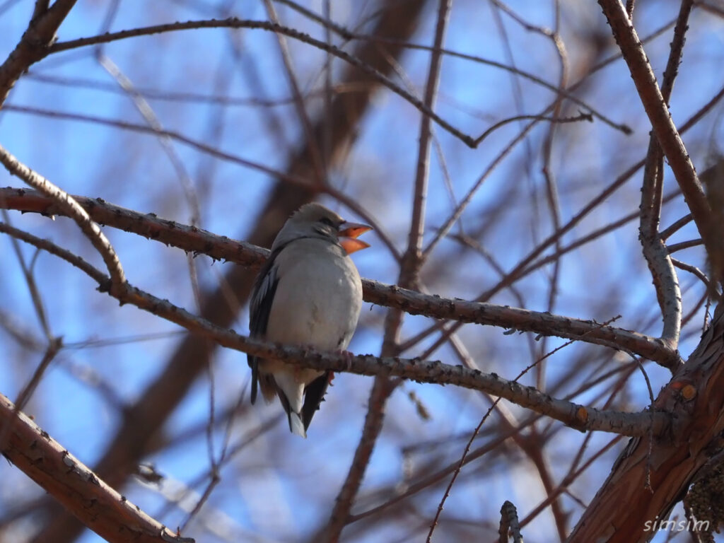 秋ヶ瀬公園シメ
