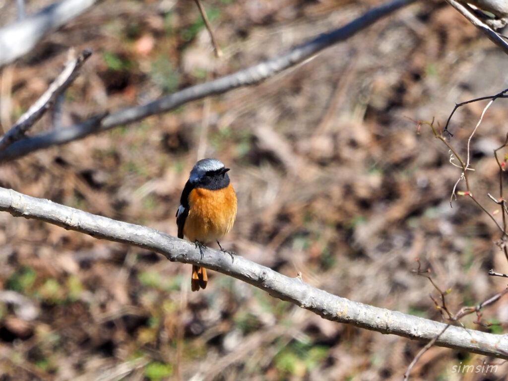 秋ヶ瀬公園ジョウビタキ