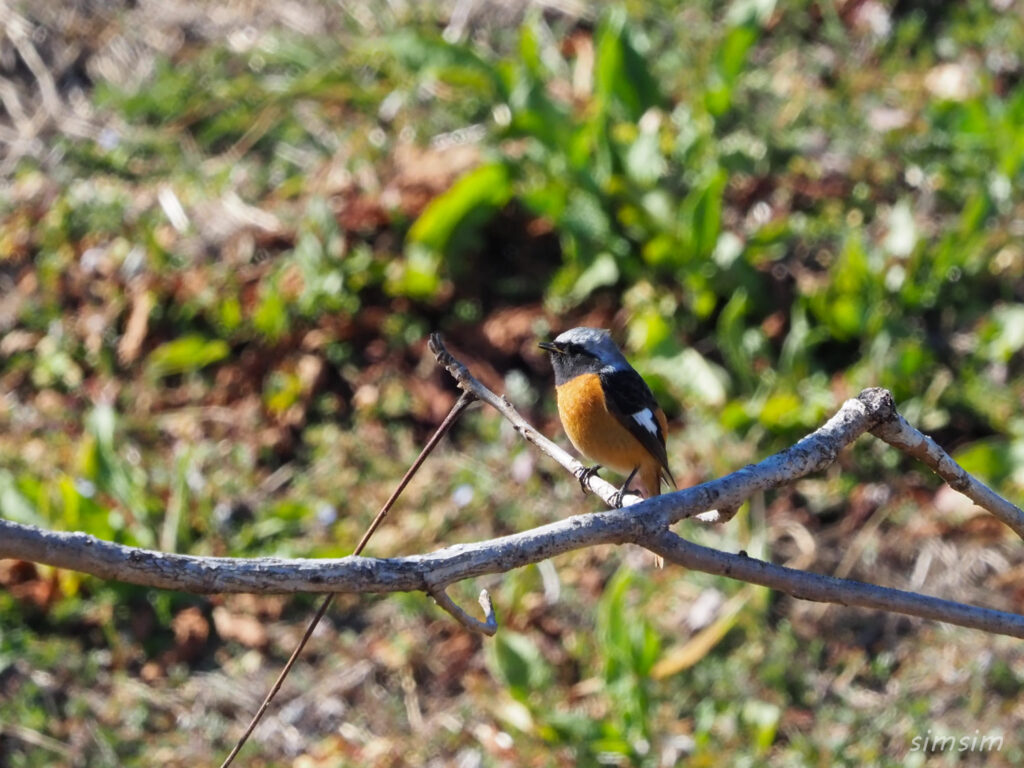 秋ヶ瀬公園ジョウビタキ